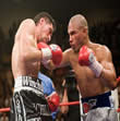 cotto